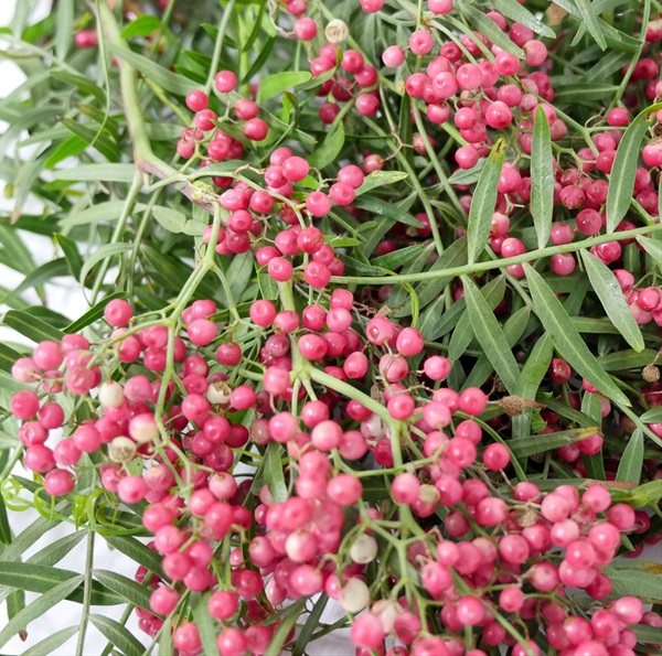 Pepperberry Hanging Branches and Flowering Branches Greens